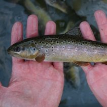 poissons02 © SEN